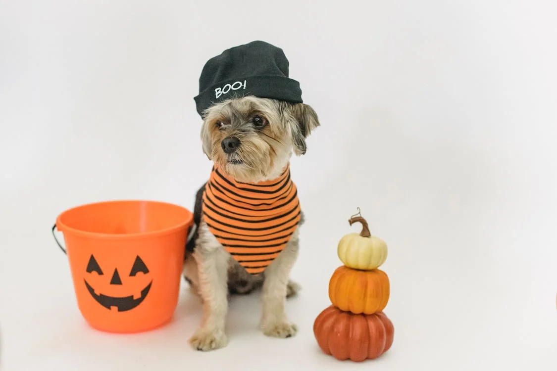 halloween dog